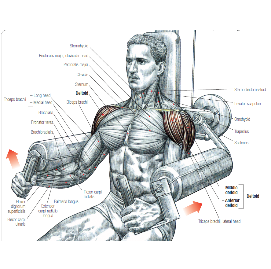 bodyweight strength training anatomy pdf